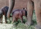First twin baby elephants born in captivity in Sri Lanka