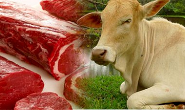 Cattle slaughter to be banned in Sri Lanka