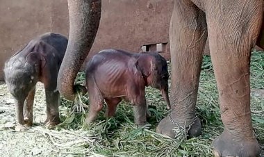 First twin baby elephants born in captivity in Sri Lanka