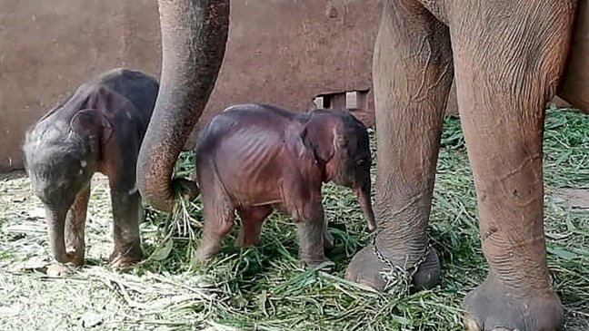 First twin baby elephants born in captivity in Sri Lanka